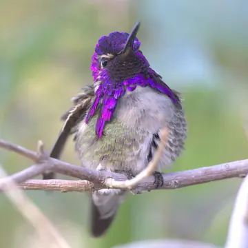 A sharp, in-focus Costa's Hummingbird