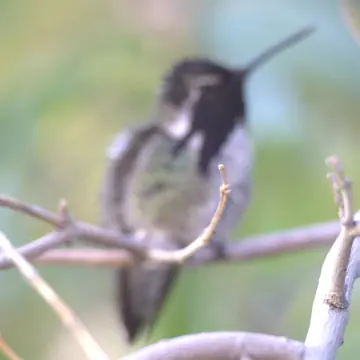 A soft, out-of-focus frame of the same Costa's Hummingbird