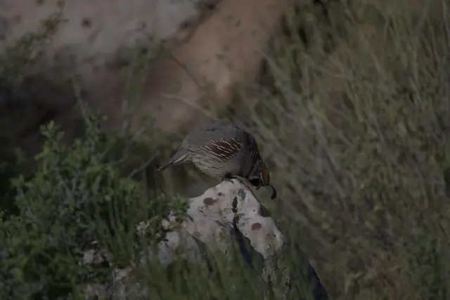 Gambel's Quail in frame